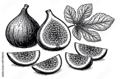 Hand drawn line art fig elements set featuring whole, half, and sliced figs with a leaf for healthy eating and botanical designs