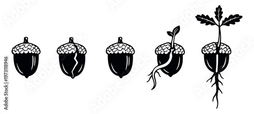 Hand drawn line art acorn germination set featuring the growth of an oak tree for nature and education concepts