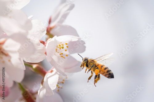 満開のサクラと蜜を集める蜜蜂のホバリング