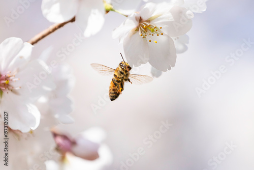 満開のサクラと蜜を集める蜜蜂のホバリング