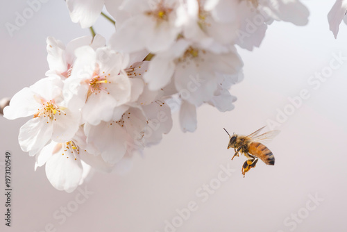 満開のサクラと蜜を集める蜜蜂のホバリング