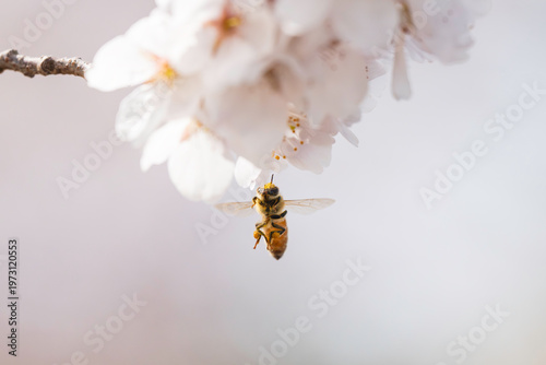 満開のサクラと蜜を集める蜜蜂のホバリング