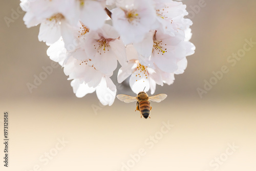 満開のサクラと蜜を集める蜜蜂のホバリング