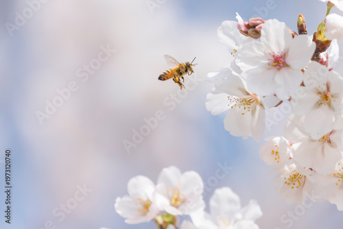 満開のサクラと蜜を集める蜜蜂のホバリング