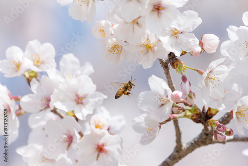 満開のサクラと蜜を集める蜜蜂のホバリング