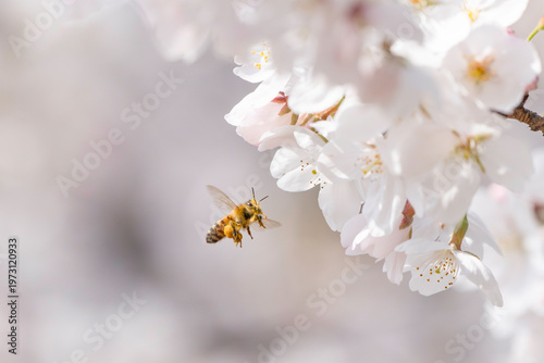 満開のサクラと蜜を集める蜜蜂のホバリング