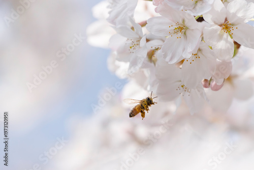 満開のサクラと蜜を集める蜜蜂のホバリング