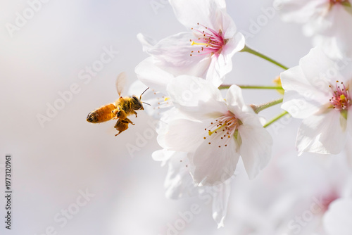 満開のサクラと蜜を集める蜜蜂のホバリング