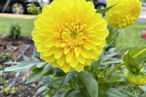 Yellow dahlia flower blooming in garden with green leaves