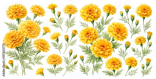 A charming watercolor collection of marigold flowers featuring vibrant yellow and orange blooming garden plants with delicate buds and feathery leaves illustrated in a natural botanical style.