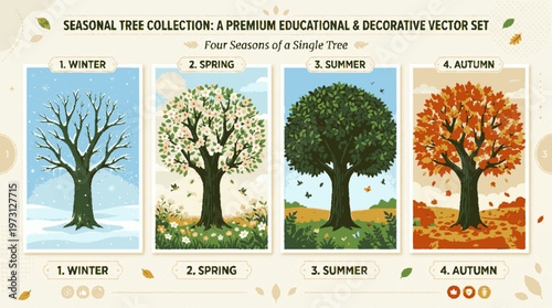 A seasonal tree collection vector set illustrating four seasons of a single tree in a decorative and educational style