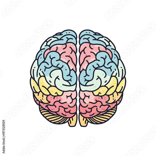 Colorful Human Brain Illustration - Left and Right Hemispheres
