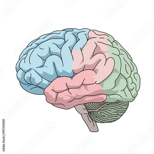 Human Brain Anatomy, Side View, Lobes Highlighted in Blue, Pink, Green