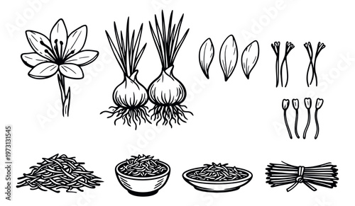 Hand drawn line art saffron elements set featuring a flower, bulbs, and threads for culinary and botanical use