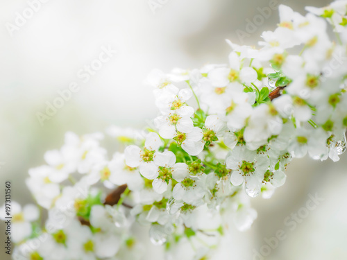 春の公園や花壇を彩るユキヤナギの花のある風景。自然風景素材