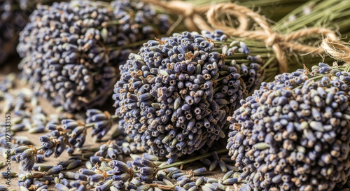 Close-up of dried lavender buds with stems