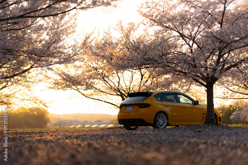 車　桜　夕日