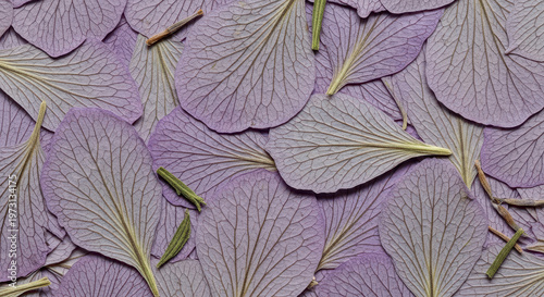 Purple Leaves with Veins on Light Background