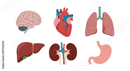 Flat lay illustration of human organs including brain, heart, lungs, liver, kidneys, and stomach on a white background.