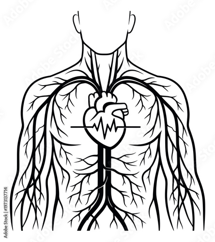 Line art illustration of human circulatory system depicting cardiac health for medical education