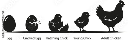 Chicken Life Cycle Stages from Egg to Adult Silhouette