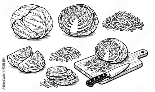 Hand drawn line art cabbage set featuring various forms including whole, half, sliced, and shredded pieces for food preparation