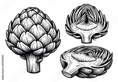 Hand drawn line art artichoke set featuring a whole vegetable and two different cross sections for healthy food and culinary design