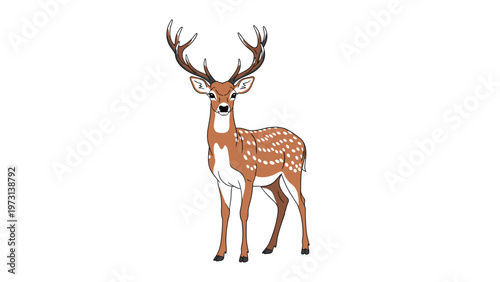 Stately spotted male deer with impressive antlers standing alert and looking forward in a detailed illustration on a white background.