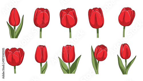 Detailed study of several red tulips in various positions and growth stages showing petals, stems, and leaves for floral design.