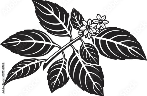 Fresh Basil Leaves Cluster Aromatic Herb Essential for Italian Cuisine and Culinary Garnishing