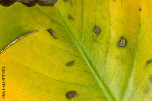 Quadro em tela Detailed macro photography of green yellow leaf surface with dark necrotic spots and visible vein structure