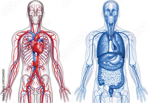An anatomical illustration depicts the human circulatory and respiratory systems showcasing arteries veins lungs and internal organs high quality professional detailed modern elegant