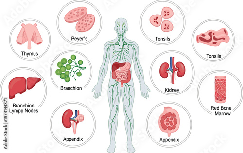 This illustrative diagram details the human lymphatic system showcasing key organs like the thymus spleen and associated structures high quality professional detailed modern