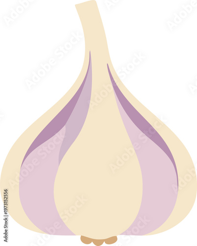Whole garlic bulb with pale purple cloves illustration