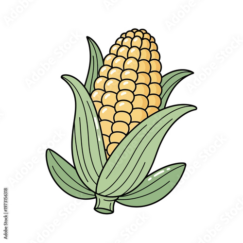 Fresh Corn Cob Illustration with Green Leaves