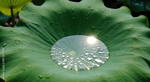 A close up view of a large water droplet resting on a vibrant green lotus leaf after a rainstorm illustration