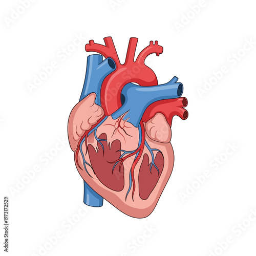 Human Heart Anatomy - Medical Illustration