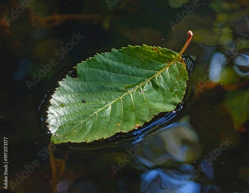 A single green leaf floats on water's surface, reflecting light