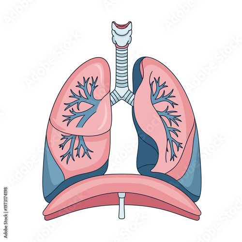Anatomical Illustration of Human Lungs and Trachea with Diaphragm