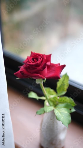 Vertical close-up of a fresh red rose in a vintage ceramic vase by the window for romantic and home decoration concept