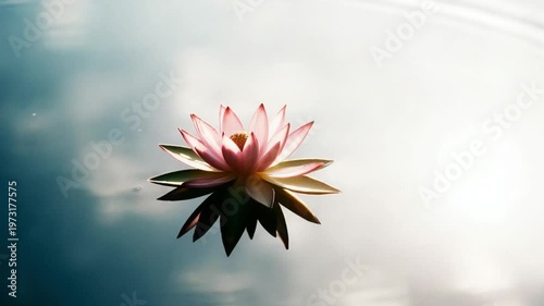 Purple Lotus Flower Floating on Calm Dark Water Surface