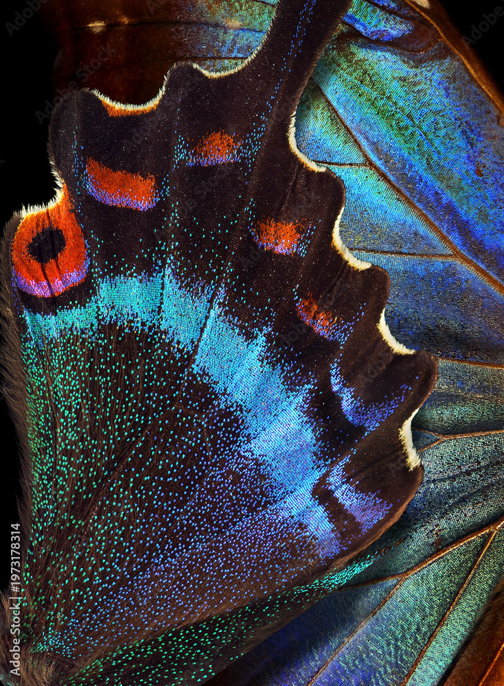 Naklejka premium Bright colorful wings of tropical blue morpho and black Japanese swallowtail butterflies. Vibrant tropical background.
