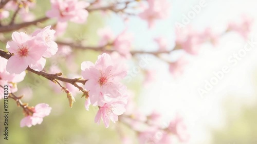 Pink Cherry Blossom Branches Swaying Against Clear Blue Sky