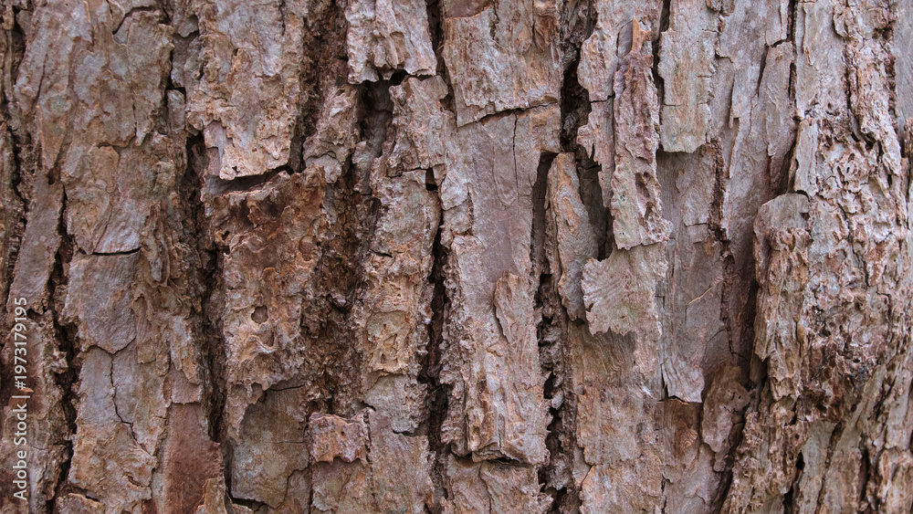 Obraz premium 自然な樹皮のテクスチャ 背景素材 Natural tree bark texture background