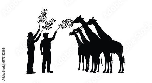 A man feeding giraffes with leafy branches in a striking black silhouette high quality professional detailed modern elegant stylish clean crisp