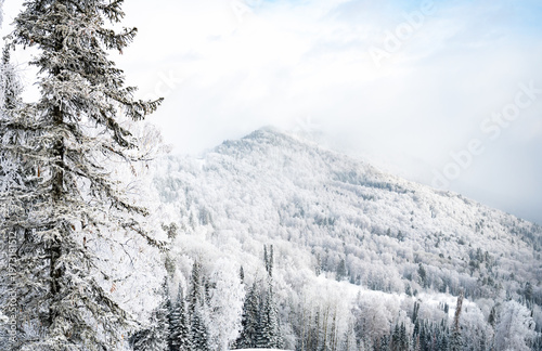 Snow-Covered Pines Against a Clear Blue Sky