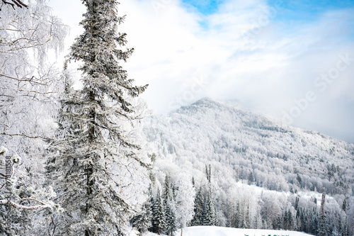 Snow-Covered Pines Against a Clear Blue Sky