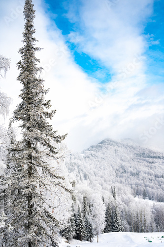 Snow-Covered Pines Against a Clear Blue Sky