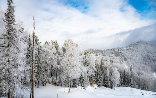 Snow-Covered Pines Against a Clear Blue Sky