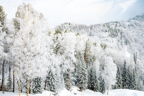 Snow-Covered Pines Against a Clear Blue Sky